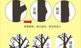 桃树夏季修剪技术视频